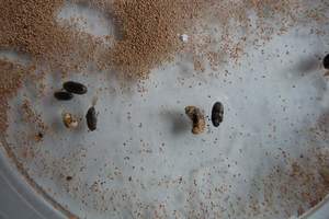 Insectos xilófagos