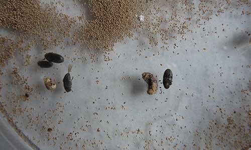 Insectos Xilófagos